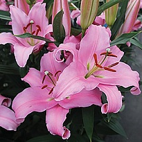 Лилия or. Think Pink 5/6+ 10шт