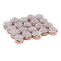 Эхеверия Мистери d6 h10 20шт