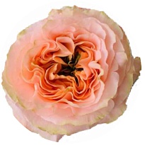 Роза Tessa Princess crown дл.50 25шт