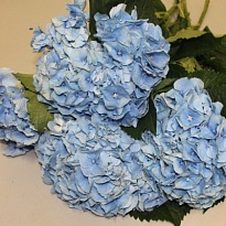 Гортензия Margarita Blue дл.80 d23-24 1шт