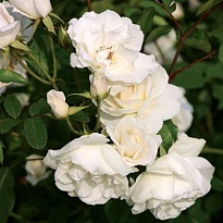 Роза Клайминг Айсберг плетистая/Цв.Кор.