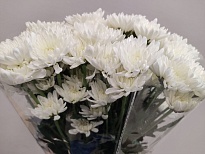 Хризантема куст. Altaj (К) дл.70 10шт