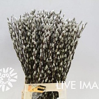 Саликс Snow Flake дл.70 10шт