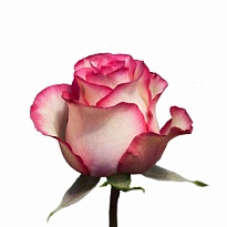 Роза Flor Hermosa Carousel дл.50 25шт