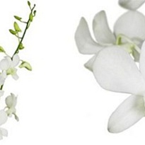 Орхидея Dendrobium Madame Pompadour 1шт