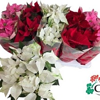 Пуансеттия микс d11 h30 10шт