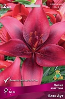 Лилия азиатская Блэк Аут 12/14 3шт