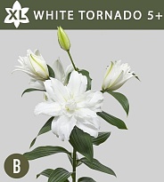 Лилия Dbl White Tornado 5+ 10шт