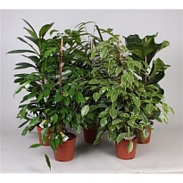 Фикус Форевер микс d21 h100 1шт