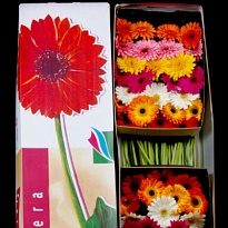 Гербера mini Mix 30 шт