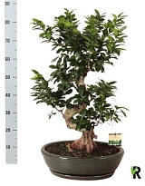 Фикус Микрокарпа Гинсенг S форма (керамика) d45 h85 1шт