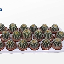 Эриокактус Магнификус d8 h15 18шт