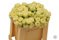 Роза кустовая Ayala дл.50 10шт