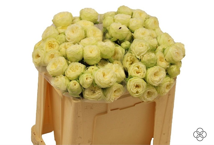 Роза кустовая Ayala дл.50 10шт