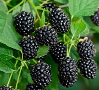 Ежевика Лох Тей бесшип./Цв.Кор 1шт