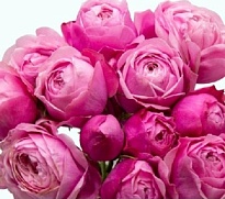Роза куст. Shalimar Sylva Pink дл.50 10шт