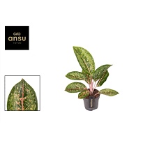 Аглаонема Камо Корали d19 h50 3шт