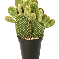 Кактус Опунция Микродазис d5 h15 20шт