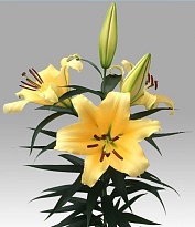 Лилия or. Shine On 2+ 10шт