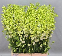 Дельфиниум Qis White 10шт