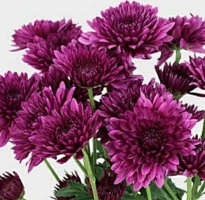 Хризантема кустовая Purple Pompom 5шт