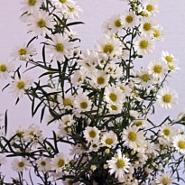 Астер Paquita 5шт