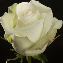 Роза Noelia (Ц) дл.80 10шт