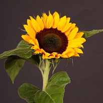 Подсолнух Sunrich Premier 5 шт