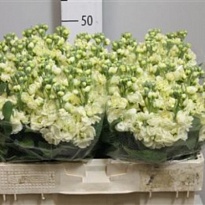 Маттиола Mathilda Yellow 10шт