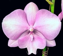 Орхидея Фален. Шевалье 1ст d12 h70-80 10шт