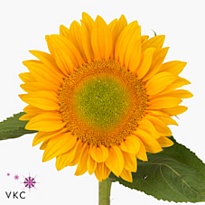 Подсолнух Vincent's Fresh 5шт