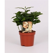 Кофе Арабика d9 h20 18шт