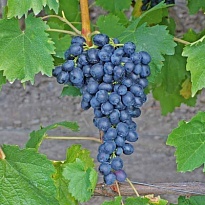 Виноград плодовый Аттика/Цв.Кор 1шт