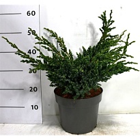 Можжевельник (Juniperus) чешуйчатый Мейери d26 h50 1шт