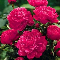 Пион Kansas 5шт