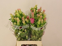 Кампанула Champion Pink 10шт