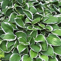 Хоста (Hosta) Франсе d12 1шт