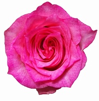 Роза Panocal Pinkshad дл.40 10шт