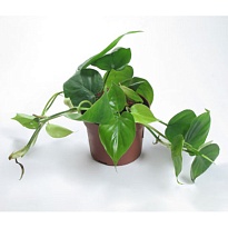 Филодендрон Сканденс ханг d15 h40 6шт