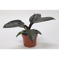 Филодендрон Блэк Кардинал d14 h40 8шт