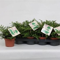 Асплениум Парвати d12 h25-30 10шт