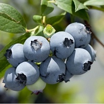 Голубика (Vaccinium) высокорослая Ханнас Чойс/Цв.Кор 1шт