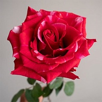 Роза Sani Roses Pink Puma дл.60 25шт