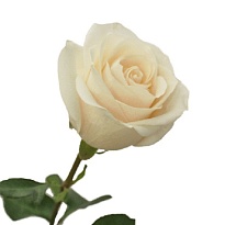 Роза Altas Cumbres White Chocolate дл.70 25шт