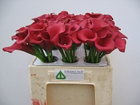 Калла Hot Pink дл.35 10шт