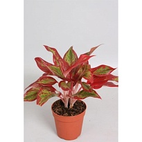 Аглаонема Крит Флейм d12 h35 10шт