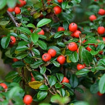 Кизильник (Cotoneaster) Даммера Миранда d9 h20 18шт