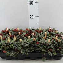 Пеперомия Россо d5 h10 20шт