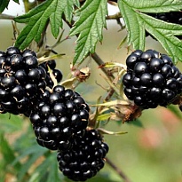 Ежевика (Rubus) кустистаяТорнлесс Эвергрин d9 18шт