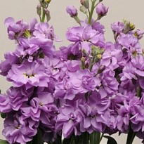 Маттиола Lavender 10шт
